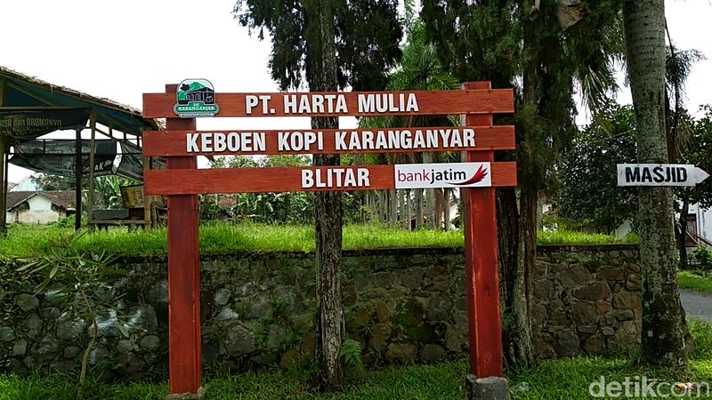 Foto Barista Bule Dan Kebun Kopi Peninggalan Belanda Di Blitar