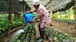 Foto: Barista Bule dan Kebun Kopi Peninggalan Belanda di Blitar