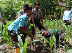 Ratusan Hektar Lahan Gundul di Grobogan Ditanami Pohon Jati