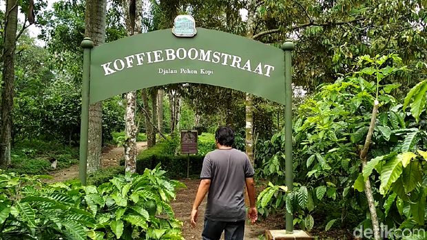 Keboen kopi Karanganyar