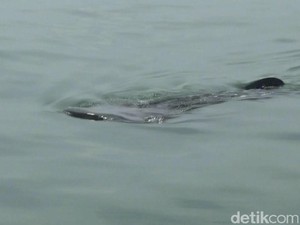 Yuks, Lihat Penampakan Hiu Tutul di Perairan Probolinggo