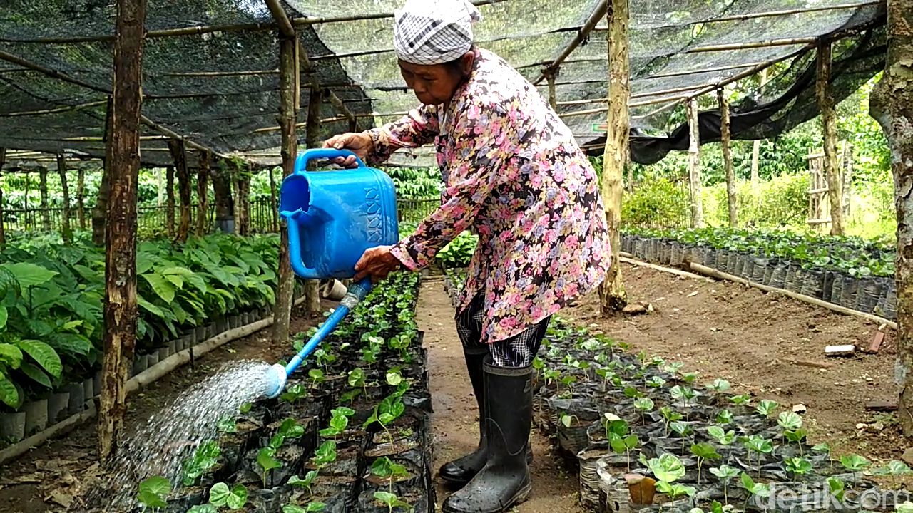Keboen kopi Karanganyar