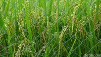 Sawah hijau dengan padi yang menguning tampak dari sebelah saung bambu yang kami duduki.