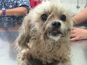 Meninggalkan Anjing dalam Mobil Termasuk Penyiksaan Hewan