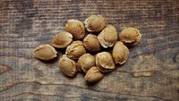 Catat! 10 Buah Ini Masuk Daftar Buah Paling Berbahaya di Dunia (1)