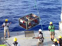 Ini Dia Ikan yang Bisa Hidup di Laut Kedalaman 8.134 meter!