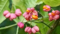 Catat! 10 Buah Ini Masuk Daftar Buah Paling Berbahaya di Dunia (1)