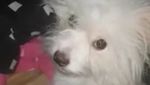 Ini Valent, Anjing Milik Elishia yang Ditinggal di Mobil 8 Jam