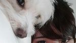 Ini Valent, Anjing Milik Elishia yang Ditinggal di Mobil 8 Jam