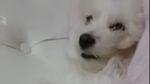Ini Valent, Anjing Milik Elishia yang Ditinggal di Mobil 8 Jam