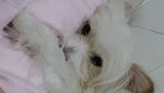 Ini Valent, Anjing Milik Elishia yang Ditinggal di Mobil 8 Jam