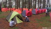 Foto: Selain melihat panorama Danau Toba, Taman Sipinsur ini juga ditanami pohon pinus. Lokasi ini juga cocok untuk camping (Jefris/detikTravel)