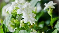 Selanjutnya ada bunga melati. Di Indonesia bunga kecil warna putih dengan aroma semerbak ini banyak dijadikan campuran teh. Semerbak. Foto: Istimewa