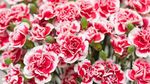 10 Bunga Ini Tak Hanya Cantik Sebagai Hiasan Tapi Juga Enak Dimakan