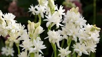 Selain beraroma harum, bunga sedap malam juga bisa jadi santapan lezat. Kuncup bunga ini biasanya dikeringkan dan dimasukkan dalam sup atau tekwan. Foto: Istimewa
