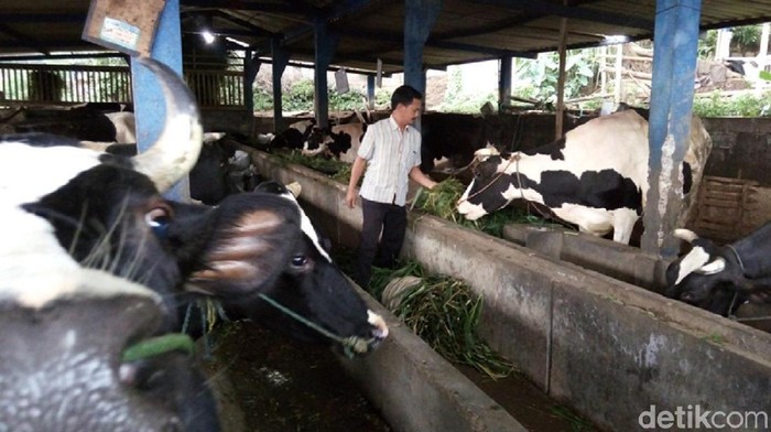 Manfaatkan Biogas, Warga Getasan Tak Pusing Elpiji Langka