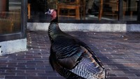 Foto ini diambil pada Senin 4 Desember 2017 kemarin di kawasan Harvard Square di Cambridge, Massachusetts (Foto: Dok. REUTERS/Brian Snyder)