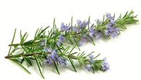 Rosemary biasanya dimanfaatkan sebagai bumbu aromatik pada masakan Italia. Bunganya ternyata bisa juga dimakan. Foto: Istimewa