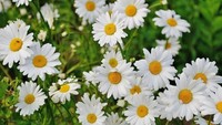Terakhir ada si mungil bunga daisy yang punya rasa manis sedikit asam. Bunga ini bisa jadi campuran salad sekaligus garnish kue yang cantik. Foto: Istimewa