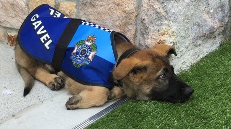 Anjing Putus Sekolah Ini Kini Jadi Kesayangan di Kediaman Gubernur Anjing Putus Sekolah Ini Kini Jadi Kesayangan di Kediaman Gubernur