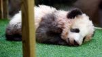 Lahir di Prancis, Bayi Panda Menggemaskan Ini Diberi Nama Yuan Meng