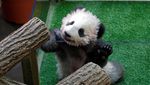 Lahir di Prancis, Bayi Panda Menggemaskan Ini Diberi Nama Yuan Meng