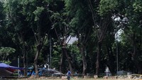 Pemprov DKI mempertahankan pohon-pohon yang ada di Lapangan Banteng.