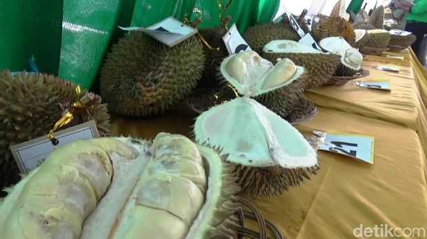 Purworejo Gelar Audisi Cari Raja Durian Baru
