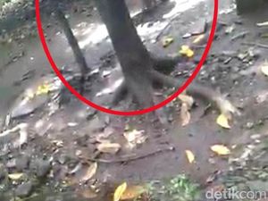 LPA Kecam Aksi Kakek di Pasuruan yang Umpankan Cucunya ke Monyet