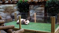 Berusia 4 bulan, Yuan Meng saat ini beratnya sudah 4 kg. Menggemaskan ya!