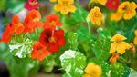 10 Bunga Ini Tak Hanya Cantik Sebagai Hiasan Tapi Juga Enak Dimakan