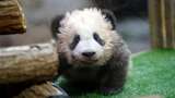 Lahir di Prancis, Bayi Panda Menggemaskan Ini Diberi Nama Yuan Meng