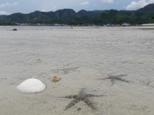Surganya Bintang Laut Sibolga Ada di Sini?