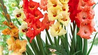 Gladiol terbilang bunga yang memiliki ukuran cukup besar sehingga bisa dimafaaatkan sebagai garnish kue berukuran besar. Kelopak bunga ini juga lezat untuk campuran salad. Foto: Istimewa