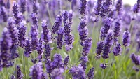 Bunga lavender memiliki rasa alami yang manis, sedikit pedas dan beraroma harum. Bunga ini bisa jadi garnish makanan asin maupun manis. Foto: Istimewa