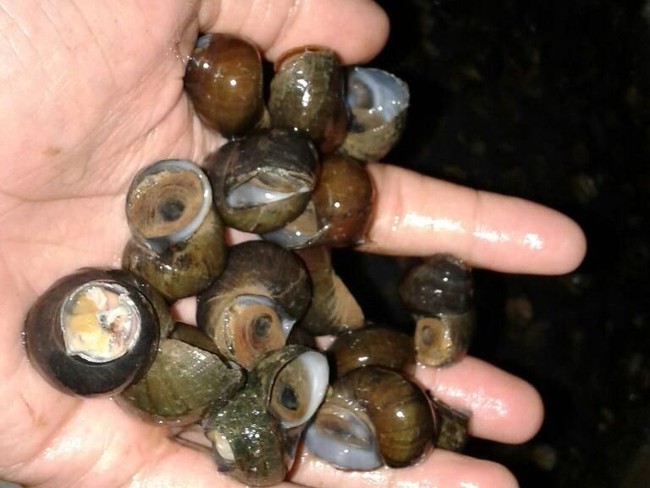 Bila Keong Sawah Tak Dimasak Matang, Parasit Ini Bisa Mengancam