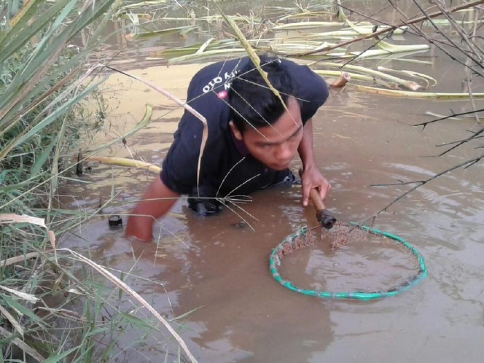 Ada banyak sumber protein lain yang bisa dijadikan alternatif daging sapi selain tutut. Foto: Dok. Sada Firdaus Ada banyak sumber protein lain yang bisa dijadikan alternatif daging sapi selain tutut. Foto: Dok. Sada Firdaus