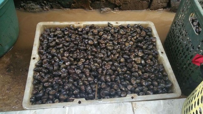 Menelisik Bisnis Keong Sawah di Ibu Kota