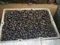 Menelisik Bisnis Keong Sawah di Ibu Kota