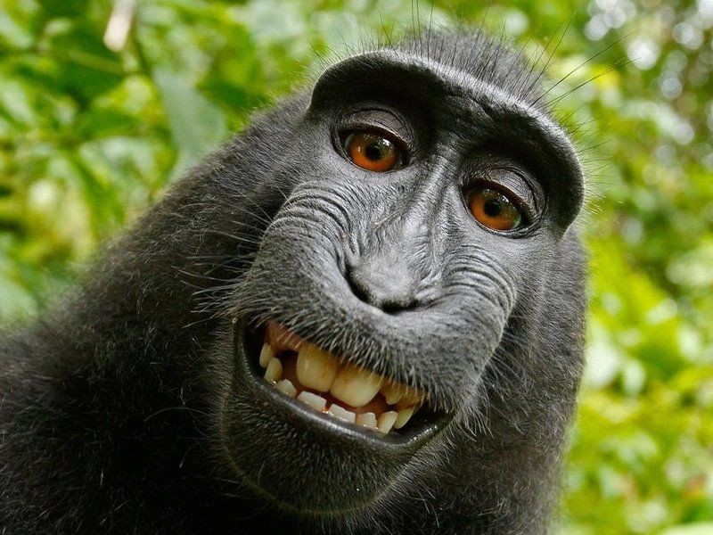 Naruto, a macaque, took this self-portrait in 2011 with a camera owned by photographer David Slater. The photo has been the subject of a years-long copyright battle.
David Slater via Wikimedia Commons
