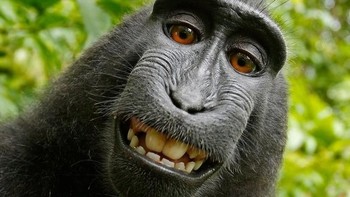 Foto selfie monyet di hutan Sulawesi yang hak ciptanya menjadi perdebatan dunia. Monyet ini menjepret dirinya sendiri dengan kamera milik fotografer alam asal Inggris, David Slater, tahun 2011 lalu. Foto: David Slater via Wikimedia Commons/npr.org