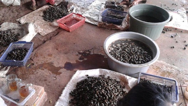 Menelisik Bisnis Keong Sawah di Ibu Kota