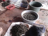 Menelisik Bisnis Keong Sawah di Ibu Kota