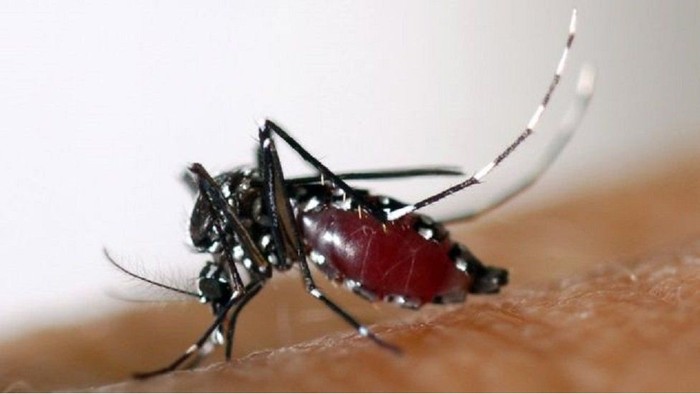 Berisiko pada kesehatan, Program Vaksinasi Demam Berdarah Dihentikan