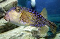 Pria di Nagoya Ini Dilarikan ke Rumah Sakit Usai Makan Ikan Fugu 