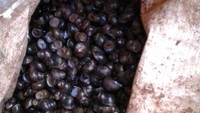Hal ini diakui Sada Firdaus, seorang penjual keong sawah di kawasan Bogor, Jawa Barat. Menurutnya dari berbisnis tutut bisa meraup omzet puluhan juta rupiah. Istimewa/Sada Firdaus.