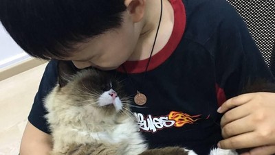 Potret Ketika Kucing Menjadi Terapis Berikan Kenyamanan Mental