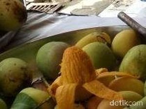 Ini Dia Mangga Pisang Rembang, Bisa Dikupas Langsung Pakai Tangan