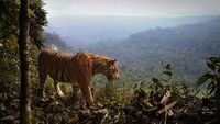 Dulu, pembantaian harimau di Pulau Jawa membuat Pantera tigris sondaica punah. Kini di Pulau Sumatra, berita pembantaian harimau Sumatra (Pantera tigris sumatrae) bukanlah berita yang jarang terdengar. (Australia Plus ABC)