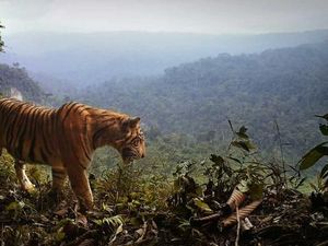 Dibawa ke London untuk Dikawinkan, Harimau Sumatera Bunuh Pasangannya